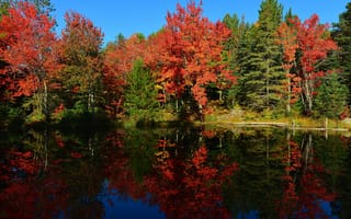 Картинка небо, деревья, лес, осень, пруд