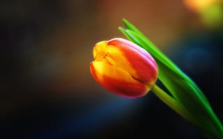 Картинка тюльпан, цветок, макро