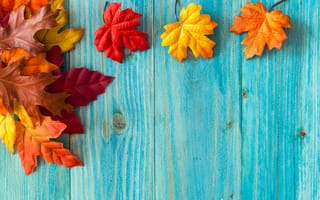 Картинка осень, дерево, клён, листья