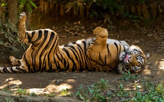 Картинка тигр, язык, трава, суматранский, кошка, отдых
