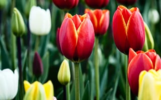 Картинка Tulips, yellow, white, red, green