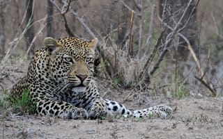 Картинка леопард, отдых, мощь, лежит, хищник, дикая кошка, морда