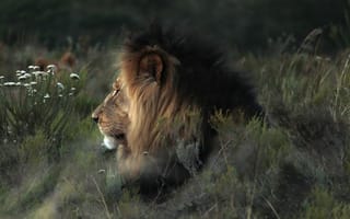 Картинка лев, природа