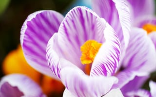 Картинка crocus, pop, flowers, stripe, purple, macro, cute