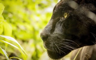 Обои черный ягуар, морда, дикая кошка, профиль, хищник, пантера