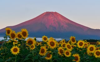 Картинка Япония, поле, небо, гора Фудзияма, закат, подсолнух