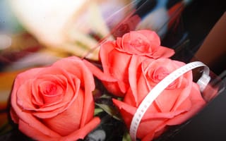 Картинка розы, розовый, романтика