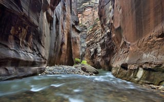Картинка Zion National Park, каньон, деревце, юта, ручей, камни, скалы, река, сша