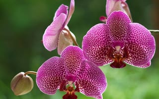 Картинка орхидеи, экзотика, макро