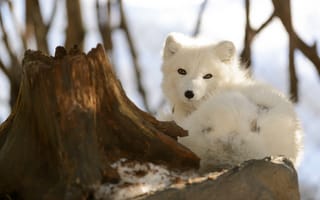 Картинка Песец, пень, мордочка, взгляд, полярная лисица