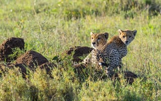 Обои гепард, семья, пара, отдых, хищник