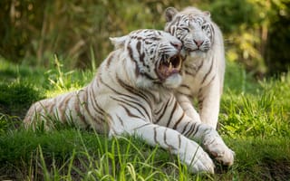 Картинка белый тигр, оскал, трава, кошка, пара