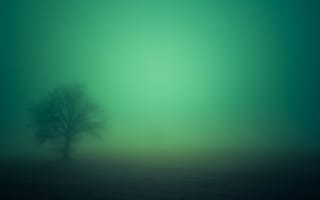 Обои туман, дерево, поле