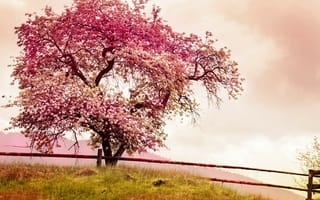 Обои spring, pink, tree, blossom