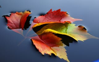 Картинка листья, природа, вода, осень