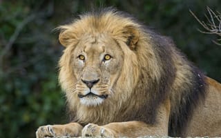 Картинка лев, кошка, ©Tambako The Jaguar, взгляд, грива, морда