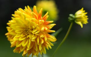 Картинка цветок, цветение, желто-оранжевый, лепестки, георгин