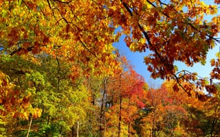 Картинка небо, лес, листья, деревья, осень, ветки