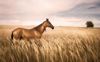 Картинка конь, природа, поле