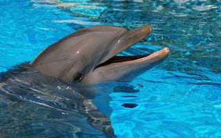 Обои дельфин, вода, млекопитающее