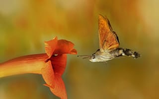 Картинка цветок, Macroglossum stellatarum, бабочка, языкан обыкновенный