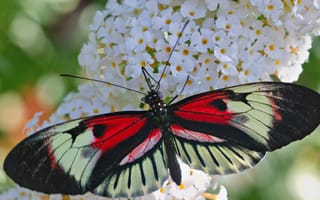 Картинка бабочка, растение, насекомое, крылья, мотылек, цветок, узор