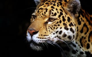 Картинка ягуар, тёмный фон, морда, хищник, профиль