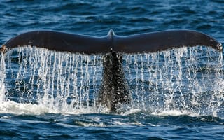 Картинка кит, природа, море