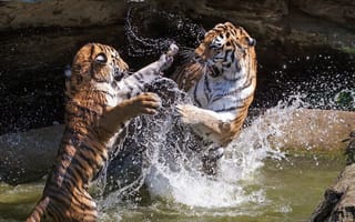 Обои тигры, вода, зоо, брызги