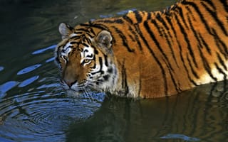 Картинка тигр, взгляд, купание, амурский, кошка, водоём, вода