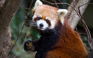 Обои красная панда, дерево, язык, ветка, firefox, малая панда