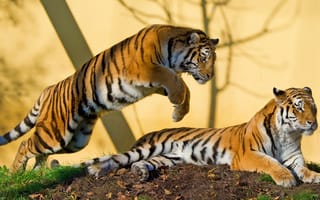 Картинка тигр, хищник, амурский, пара