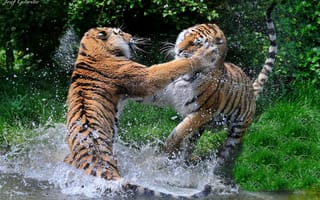 Обои тигры, пара, драка, брызги, хищники, водоем, дикие кошки