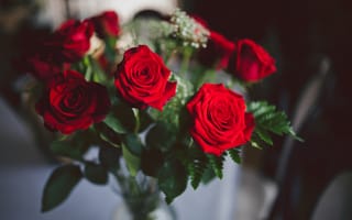 Обои розы, цветы, лепестки, красные