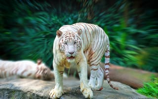 Картинка тигр, хищник, взгляд, белый