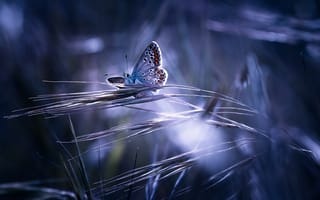 Картинка бабочка, природа, цвет