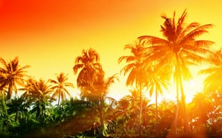 Обои sunset, tropical, пальмы, закат, тропики