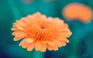 Картинка цветок, лепестки, зелёный, puxa, макро, оранжевый