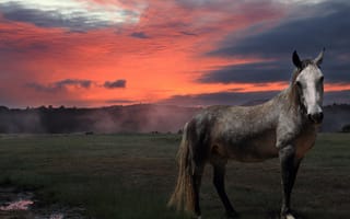 Обои конь, природа, закат, лето