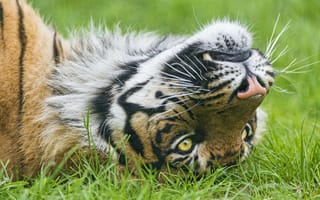 Картинка тигр, морда, ©Tambako The Jaguar, взгляд, трава, суматранский