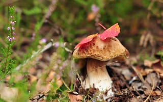 Картинка гриб, природа, осень