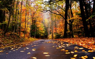 Картинка nature, autumn, leaves, fall, дорога, trees, листья, mountain, colorful, walk, осень, road, path, гора, природа, colors