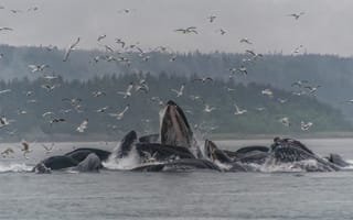 Картинка горбатые киты, чайки, туман, дождь