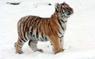 Обои тигр, тигрёнок, детёныш, профиль, снег, амурский, кошка, котёнок