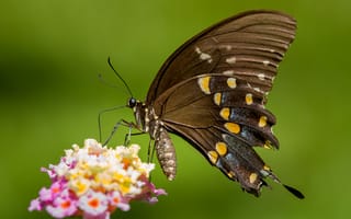 Обои бабочка, узор, крылья, насекомое, цветок, растение