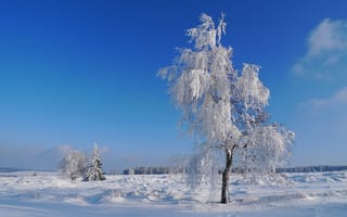 Картинка небо, природа, иней, дерево, снег, горизонт, зима