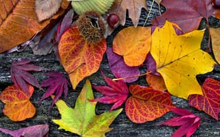 Картинка autumn, leaves, дерево, colorful, листья, wood, осенние