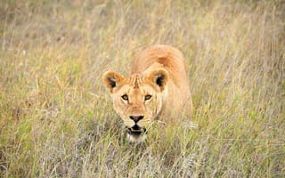 Картинка лев, природа, Африка