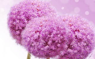 Обои цветы, сиреневые цветочки, flowers lilac flowers