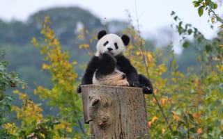 Картинка панда, лес, осень, медвежонок